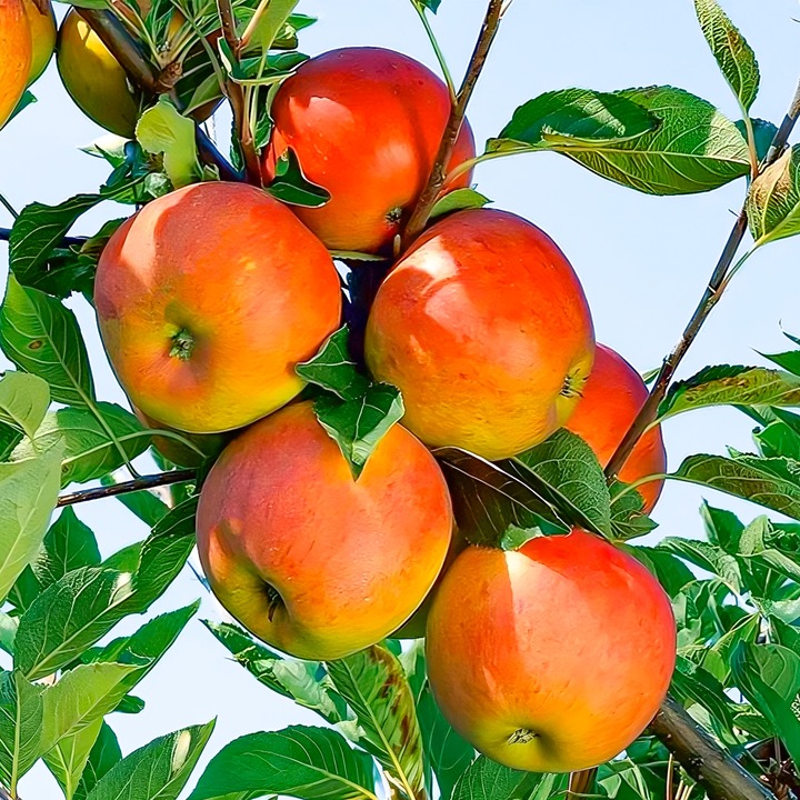 SADZONKI DRZEWKA OWOCOWE JABŁOŃ KOKSA POMARAŃCZOWA O SMAKU GRUSZKI