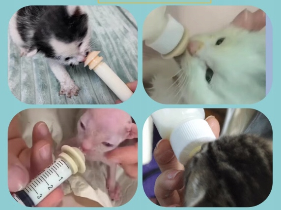 ZESTAW STRZYKAWEK DO KARMIENIA KOCIĄT SZCZENIĄT STRZYKAWKI ZE