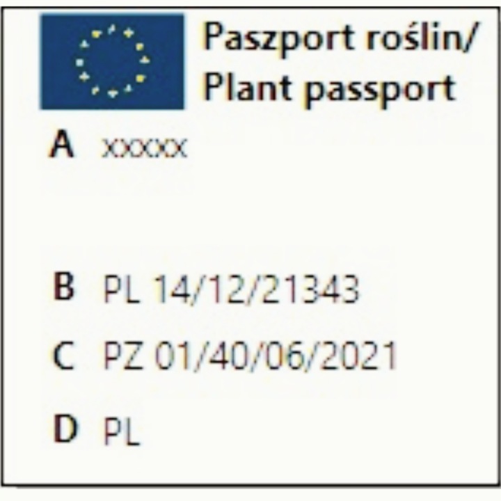 Agrest czerwony na pniu BEZKOLCOWY - smak ,zaśpiewasz JEEEZU UFAAM