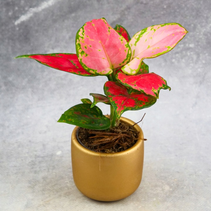 AGLAONEMA Pinky Promise DØ6cm Łatwa w uprawie. Idealna na prezent