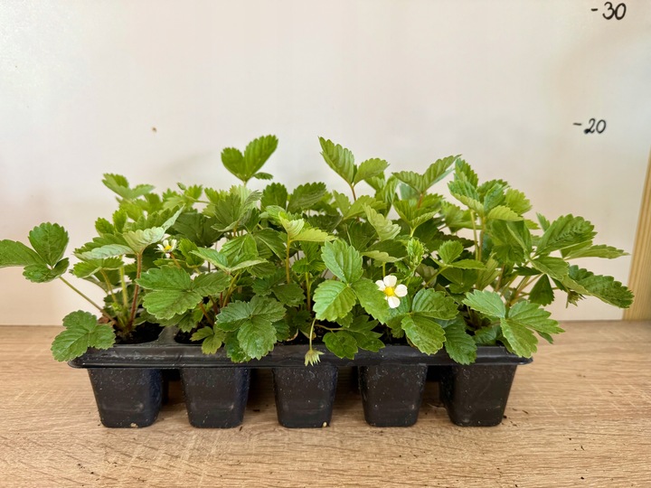 Poziomka Regina wielopak 10 sztuk