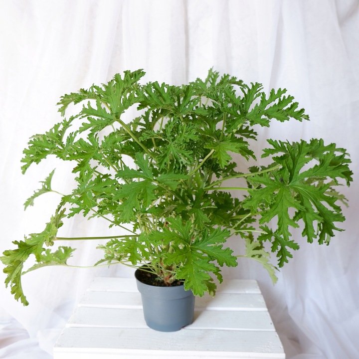 GERANIUM ANGINKA ROŚLINA LECZNICZA gęsta XL don.Ø13cm