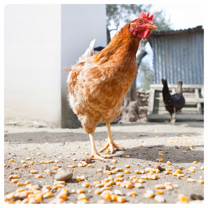 KUKURYDZA GNIECIONA PASZA KARMA DROBNA ZIARNO DLA DROBIU KUR KACZEK GOŁĘBI