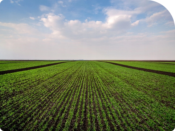 ŚRODEK CHWASTOBÓJCZY 1L NA WSZYSTKIE CHWASTY SINGLIF 360 SL GLIFOSAT