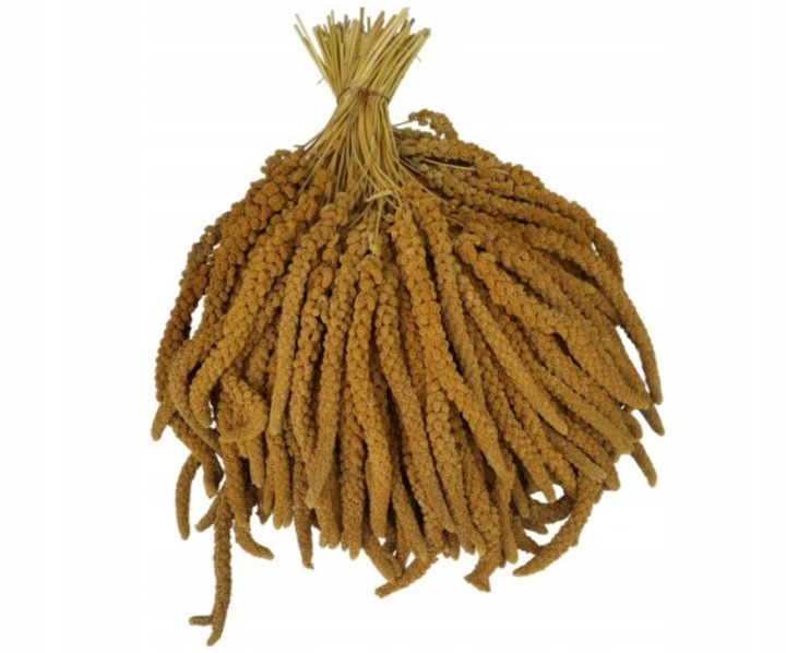 Proso senegalskie żółte w kłosach 1kg