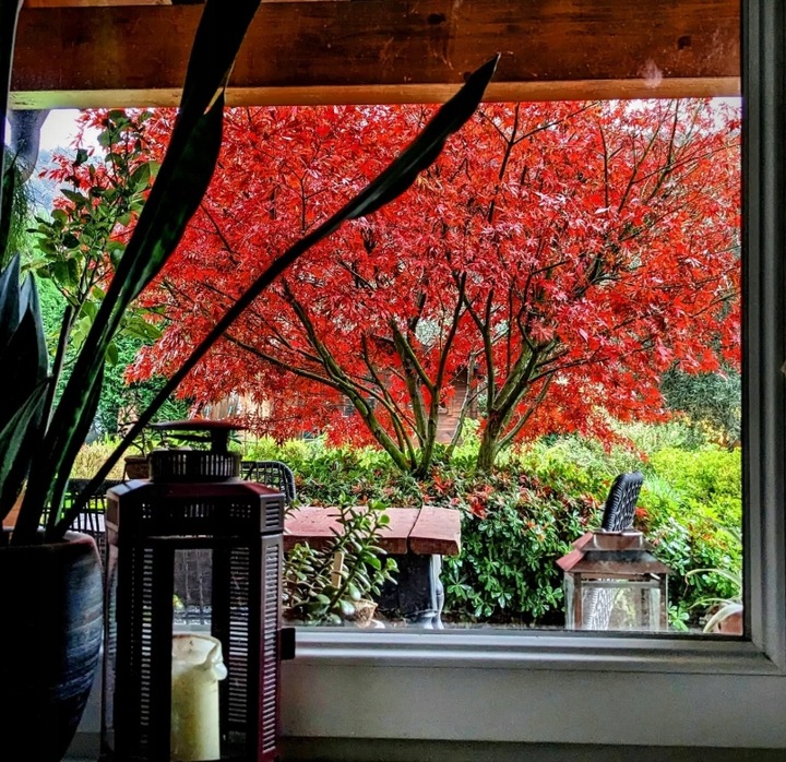 Klon Palmowy ATROPURPUREUM Sadzonka 1L