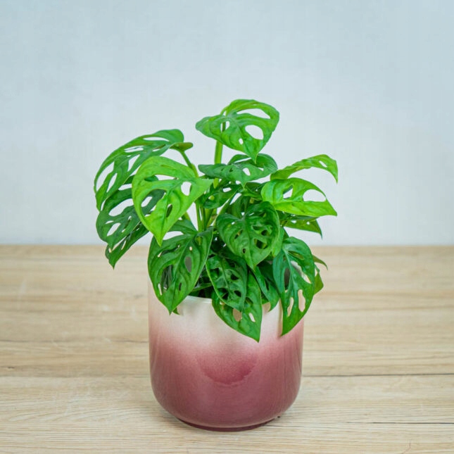 Monstera Monkey Mask XS Dziurawa Przepiękny Kwiat