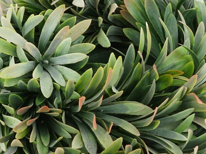 WIANEK STROIK OZDOBNY SZTUCZNY JESIENNY GĘSTY NA DRZWI OKNO GAŁĄZKA