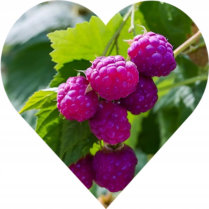 Malina FIOLETOWA , aromatyczne intensywne owocowanie, Soczyste owoce