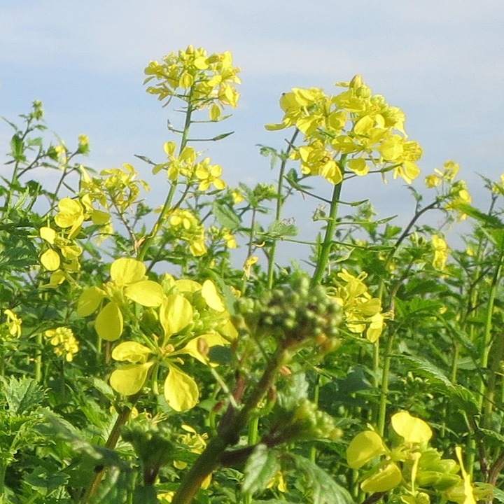 Gorczyca biała miododajna paszowa nasiona 10kg