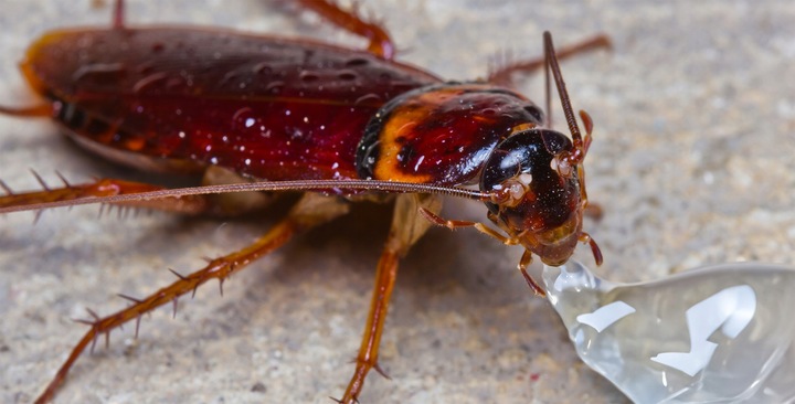 TRUTKA ŻEL NA KARALUCHY PRUSAKI RYBIKI STRONG + 10 X STACJA KARMNIK NA