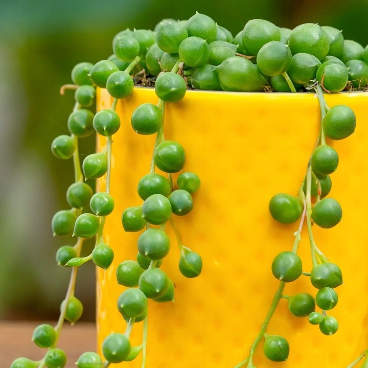 Senecio Rowleyanus - ZIELONY SZNUR KORALI - Niespotykany Starzec