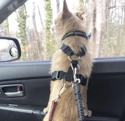 Pokrowiec Mata dla Psa do Samochodu z Kieszonkami