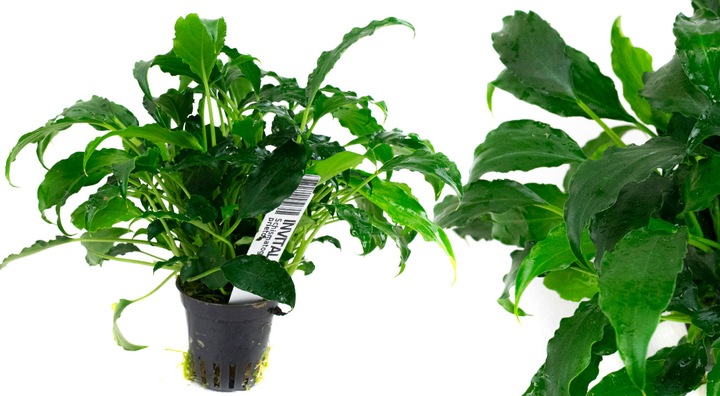 Schismatoglottis prietoi Koszyk Holandia Ø 5,5 cm