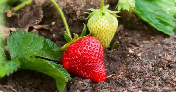 LINIA KROPLUJĄCA NAWADNIANIE KROPELKOWE 50m+ 56el. WĄŻ KROPELKUJĄCY MOCNY