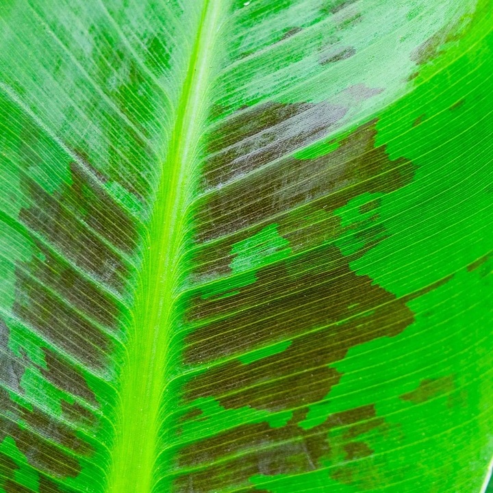 Musa acuminata Bananowiec - EGZOTYCZNY BANAN W DOMU - Duże Liście