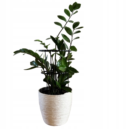 Podpórki do roślin kwiatów podpora pierścieniowa podpórka RINGS S33cm 16/18