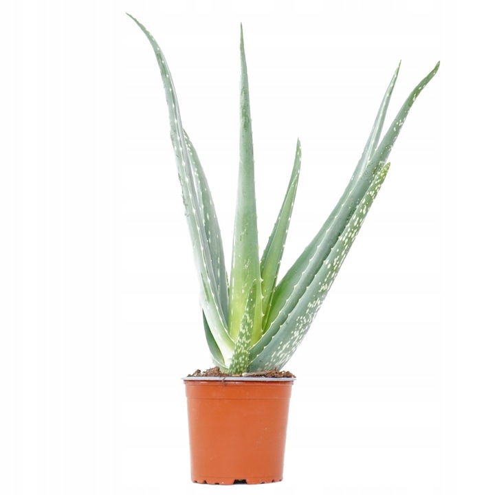 Aloe Vera NIEŚMIERTELNY ALOES Zwyczajny Domowa Lecznicza Roślina