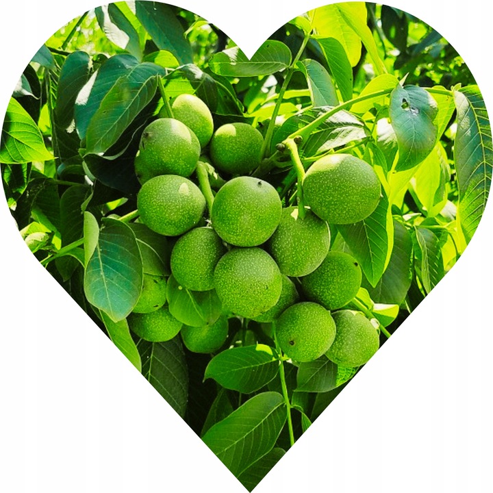 orzech włoski JACEK 190cm. Nie oszczędzaj. Inwestuj w dobre