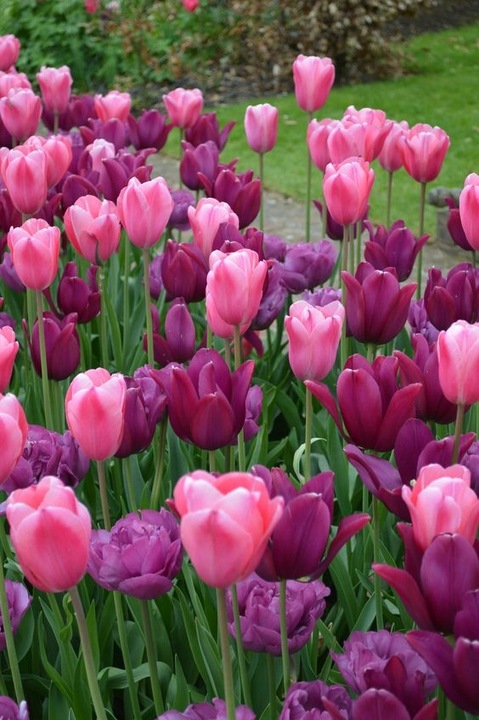 TULIPAN cebulki KOLORY FIOLETU RÓŻ MIX 50 szt. + GRATIS