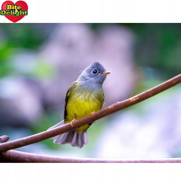 KARMA DLA KANARKA ZEBEREKI SZCZYGŁA POKARM Z WITAMINAMI I MINARAŁAMI 2,5L