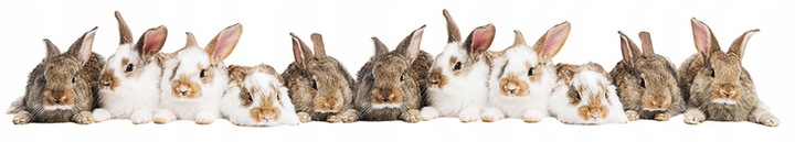 LAPPINA I extra karma dla KRÓLIC KOTNYCH KARMIĄCYCH i MŁODYCH KRÓLIKÓW 25kg