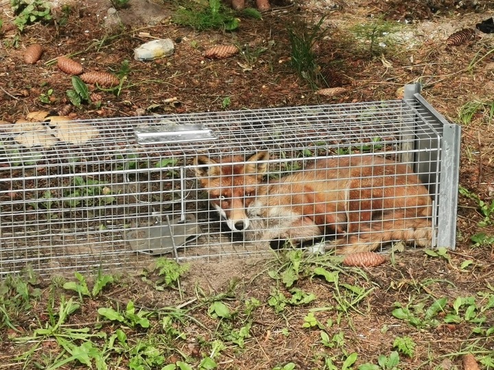 ŻYWOŁAPKA, PUŁAPKA NA KUNY, LISY, KOTY, NORKI, ŁASKI, WYDRY POLSKA