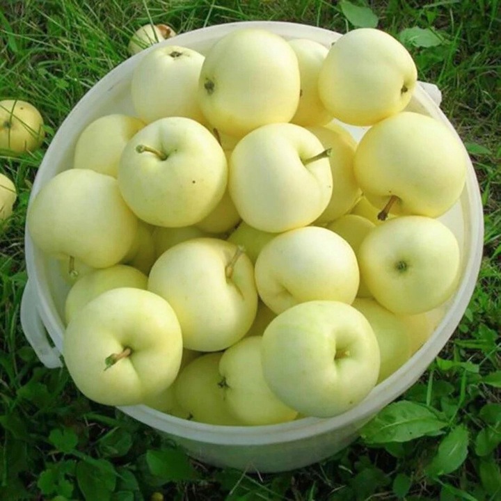 SADZONKI DRZEWKA OWOCOWE JABŁOŃ PAPIERÓWKA STAROPOLSKA WCZESNA