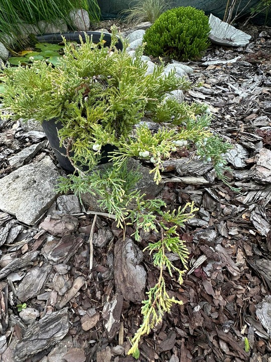 Jałowiec płożący 'Golden Carpet' (Juniperus horizontalis)