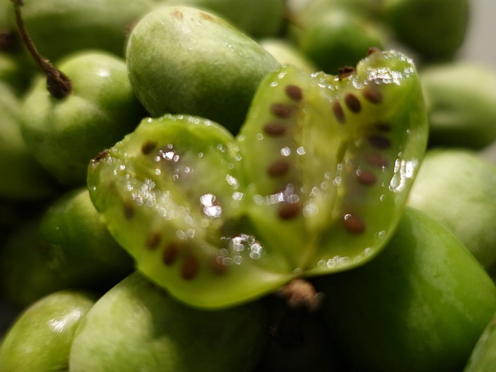 Actinidia ISSAI mini KIWI SAMOPYLNA doniczka WIT C sadzonka DONICZKA