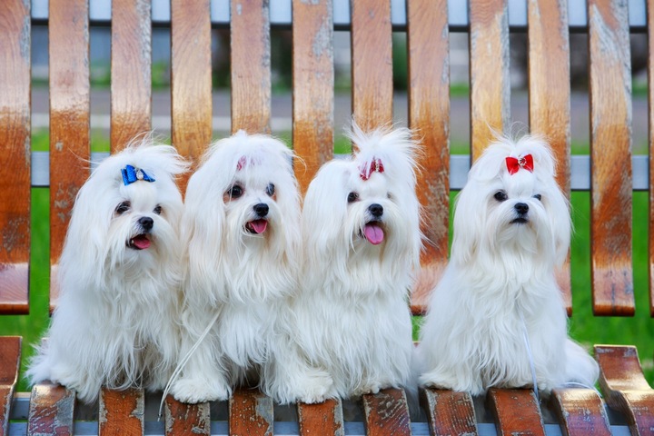 OVERZOO ZESTAW DO BIAŁEJ I JASNEJ SIERŚCI 490 ml