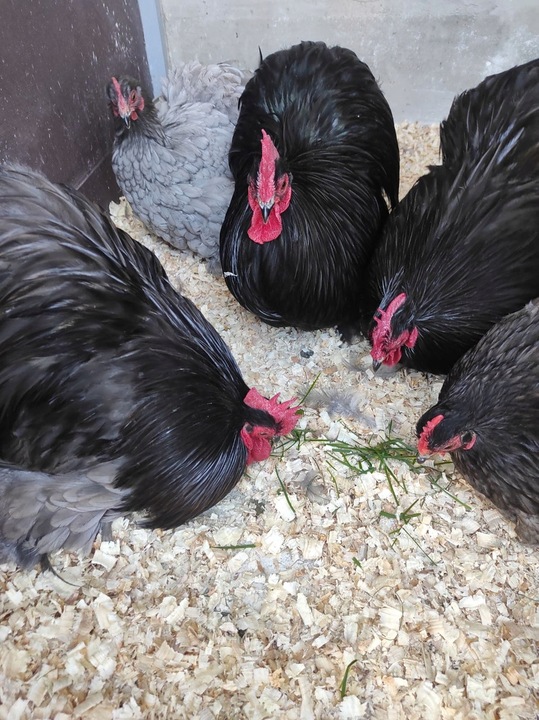 Bezpyłowe trociny ProBioBED ANTYBAKTERIA dla koni drobiu gryzoni 15kg 550l