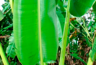 Filtr do kawy Cafec Abaca+Plus biały cup4 100 szt.