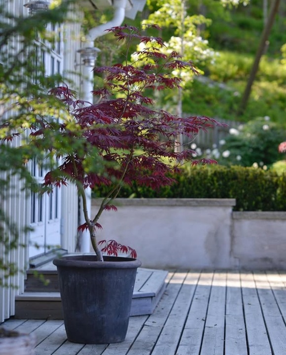 Klon Palmowy ATROPURPUREUM Sadzonka 1L