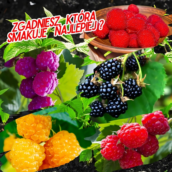 Malina FIOLETOWA , aromatyczne intensywne owocowanie, Soczyste owoce