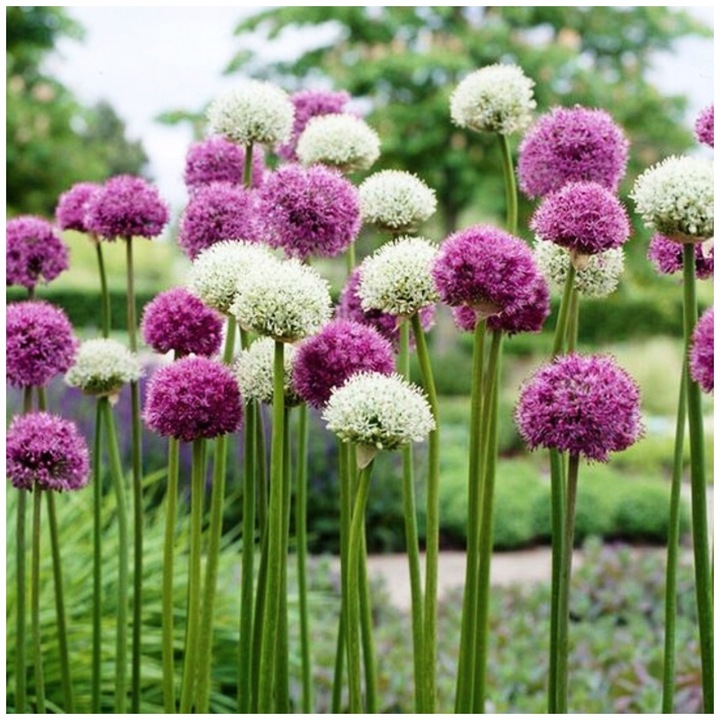 ALLIUM CZOSNEK OLBRZYMI OZDOBNY MIX cebulki 20 szt. + GRATIS