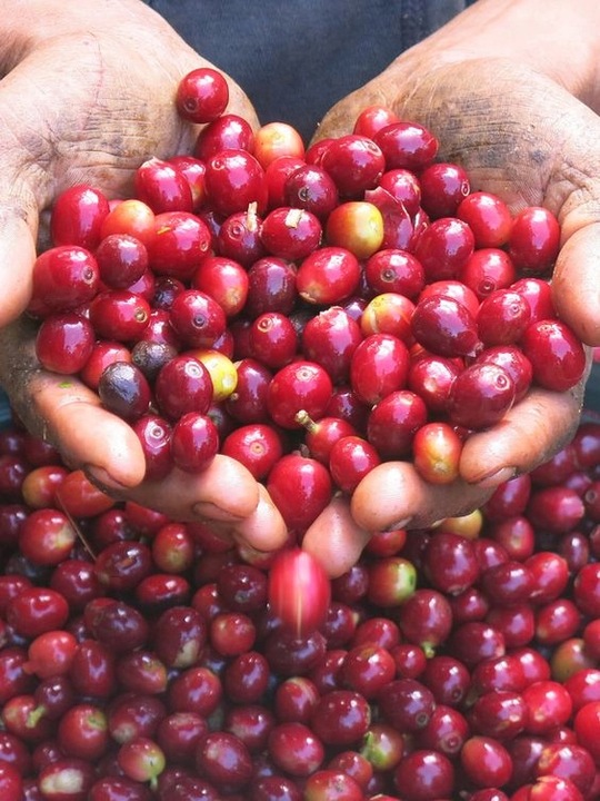 Czarna Kawka Kawa świeżo palona Ethiopia Etiopia Jimma of Keffa 1kg