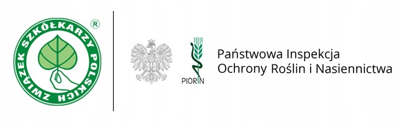 Grusza KOLUMNOWA KLAPSA FAWORYTKA – klasyczny smak w kompaktowej