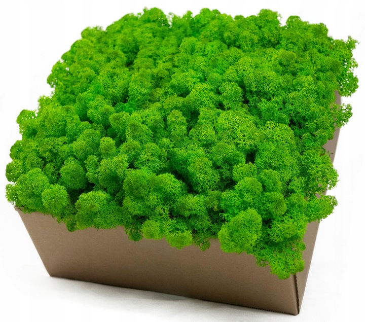 MECH + ODŻYWKA Chrobotek 500 0.5kg CZYSTY ZIELONY BOX + ODŻYWKA GRATIS