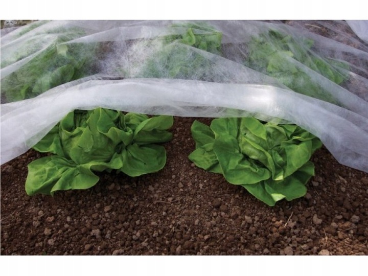 Agrowłóknina BIAŁA 1,6x50m ZIMOWA-WIOSENNA otulina 17g okryciowa