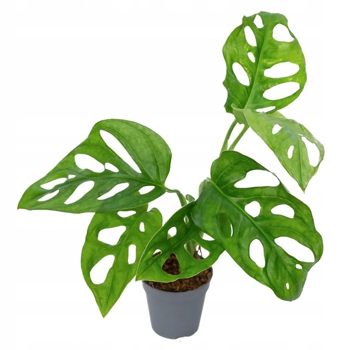 Monstera Dziurawa Adansonii JAK SZWAJCARSKI SER Monster Duże Liście