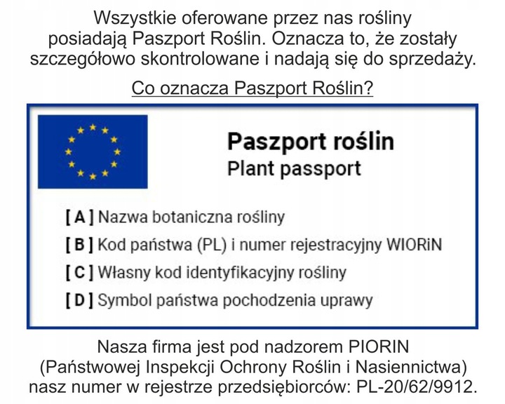 Monstera Monkey Mask Adansonii - Bardzo Ładny Kwiatek Szwajcarski Ser