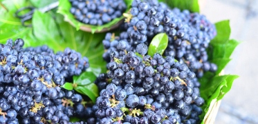 Suplement diety na wzrok Best Lab Best EyeShield 30 kapsułek