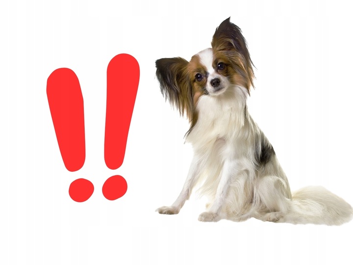 29x1kg Karma dla psa baton Przysmak i Salceson Wołowy 95% Mięsa