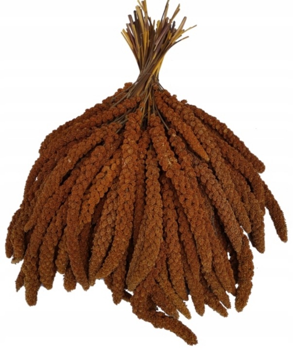 Proso senegalskie czerwone w kłosach Naturalny przysmak 1kg