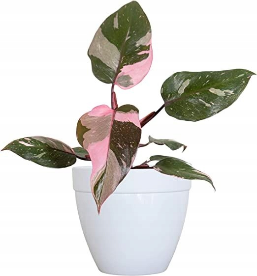 PHILODENDRON 'Pink Princess Marble' Filodendron różowy