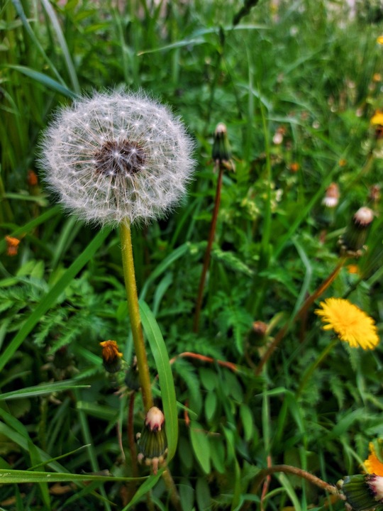 SUBSTRAL MNISZEK ULTRA 070EW 500 ML ZWALCZA CHWASTY NA TRAWNIKU