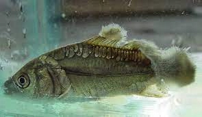 24 KG KREDA DO STAWU I OCZKA WODNEGO staw oczko wodne ryby ryba stawy