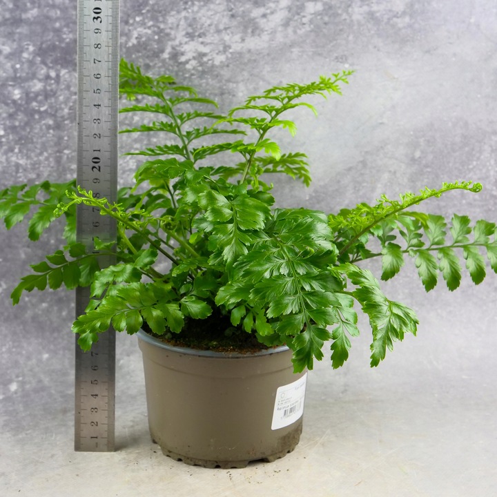 Paproć ASPLENIUM PARVATI egzotyczna paprotka domowa BEZPIECZNA DLA