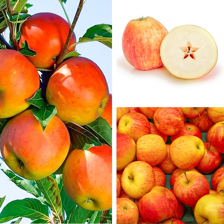 SADZONKI DRZEWKA OWOCOWE JABŁOŃ KOKSA POMARAŃCZOWA O SMAKU GRUSZKI